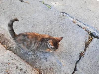 2 junge Katzen