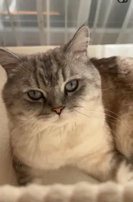 Zwei BKH Katzen suchen ein liebevolles Zuhause