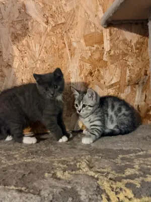 BKH Babykatze 2 Junge