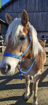 Western Reitbeteiligung auf Haflinger Wallach