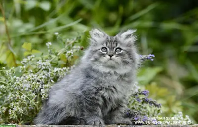 Sibirische Kitten Wurf auf Herbst 2026