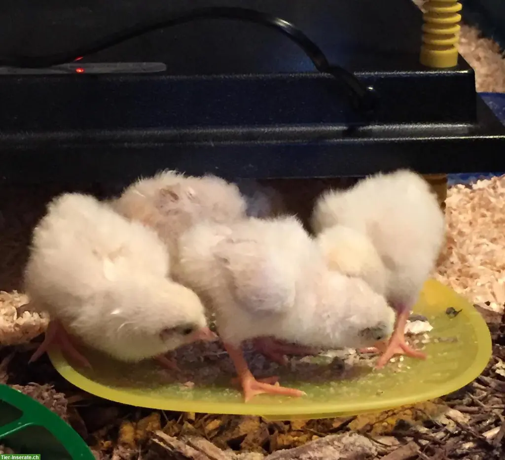 Schweizerhuhn Küken, Bruteier, Pro Specie Rara, ZUN