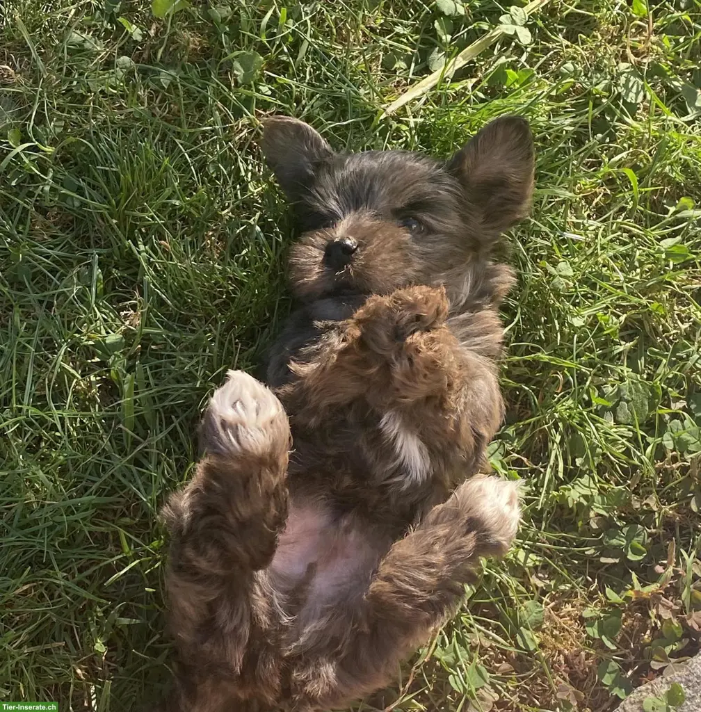 Yorkshire Terrier Welpen