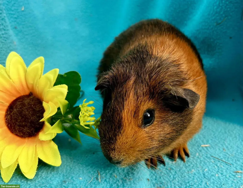 Junge und ältere Meerschweinchen abzugeben