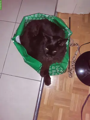 Biete Katzensitting in Muttenz und Umgebung