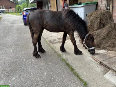 Fellpony 1,2 jährig