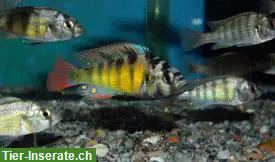 Haplochromis Thick Skin CH44 Buntbarsche abzugeben