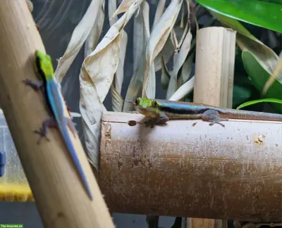 Phelsuma klemmeri / Blauer Bambus-Taggecko, Nachzucht 2025/2026