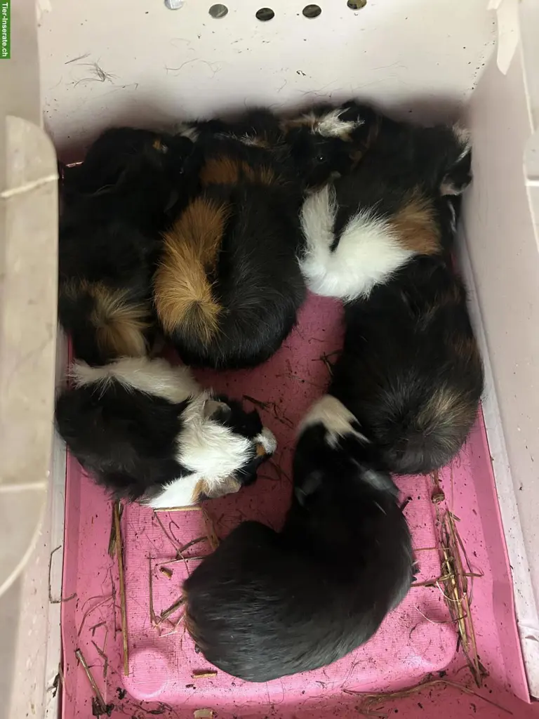6 junge Meerschweinchen Jungs suchen artgerechtes Zuhause