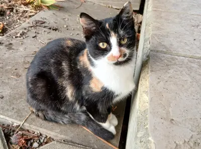 junge Bauernhofkatze