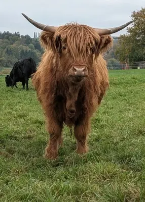 Schottisches Hochlandrind