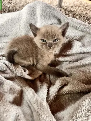 Burma Kitten, Kater
