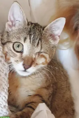 Einäugige Katze vermisst in 3173 Oberwangen bei Bern