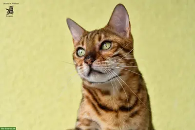 Bengalkatzen Paar sucht neues Kuschelpersonal (Zuchtrente)