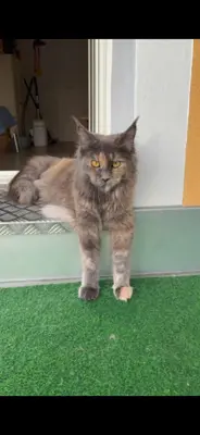 Reinrassiges Maine Coon Girl sucht