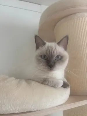 Britische kurzhaarkatze