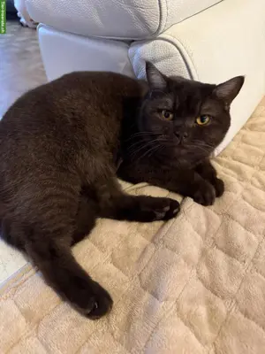 Britisch Kurzhaar, BKH Deckkater gesucht