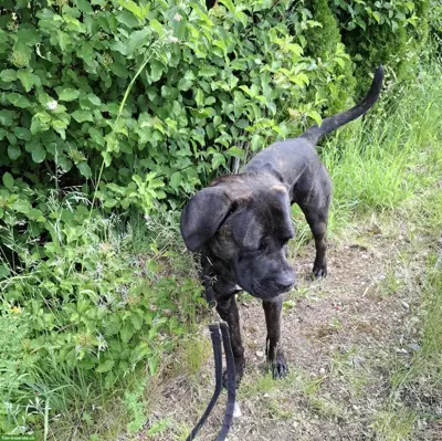 Reinrassiger Cane Corso Rüde sucht liebevolles Zuhause