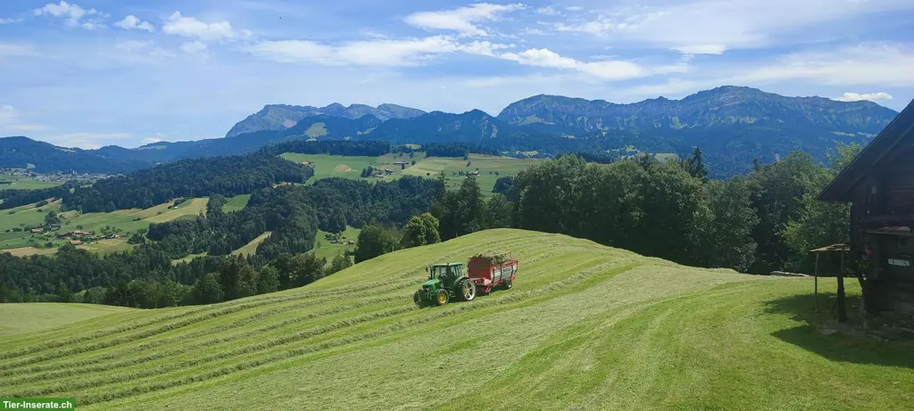 Suchen dringend Landwirtschaftlicher Mitarbeiter per sofort