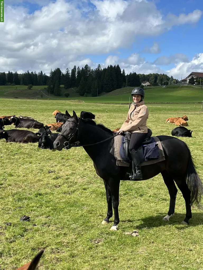 Biete Reitbeteiligung Nähe Waldkirch SG, 2x pro Woche