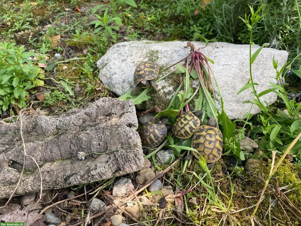 Baby Schildkröten im Alter von 1-6 Jahren zu verkaufen