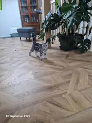 Süsses junges BKH Kätzchen sucht neues Zuhause