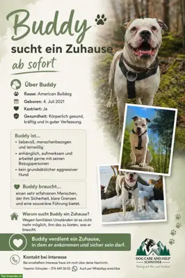 American Bulldog Rüde sucht erfahrenes Zuhause