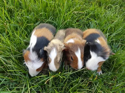Süsse junge Meerschweinchen abzugeben