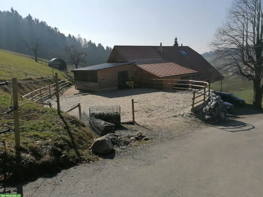 Bieten Pferde Offenstallplatz, Region Thun BE