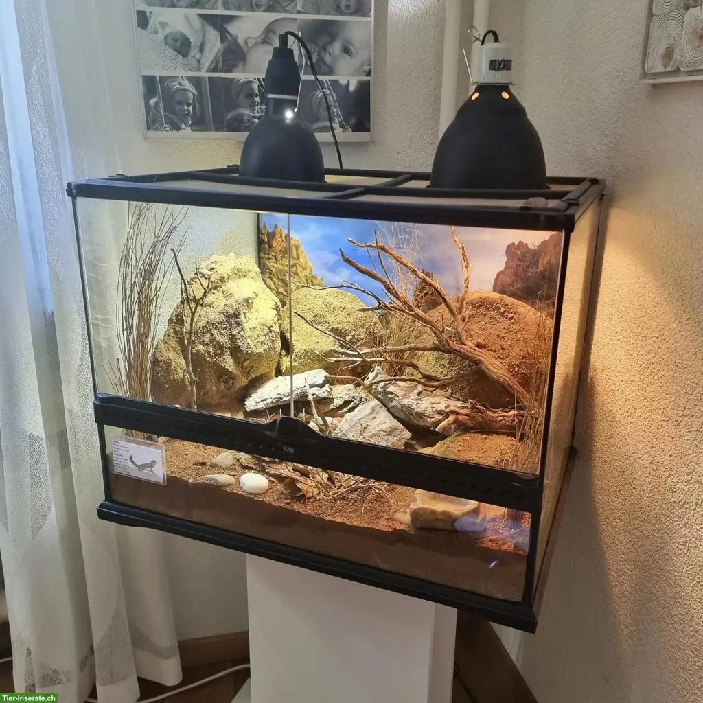 Exo Terra Terrarium, komplett eingerichtet