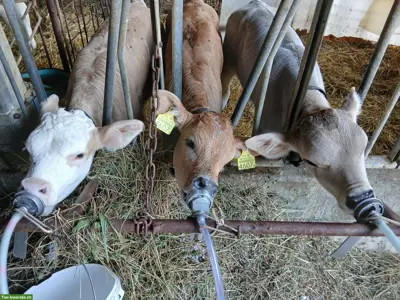 Bio Weidebeef Remonten kastriert zu verkaufen