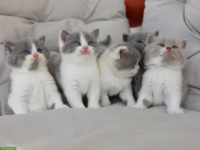 Reinrassige BKH Britisch Kurzhaar Kitten mit Stammbaum