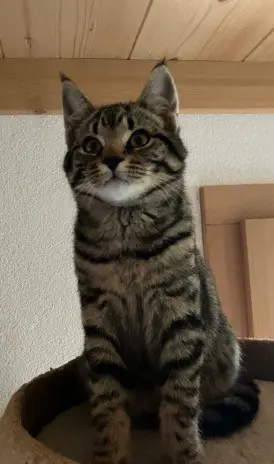 Tigerli zu verkaufen