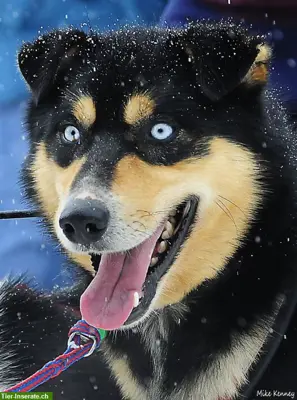 Biete Hundebetreuung, Dogsitting, Hunde spazieren, Training