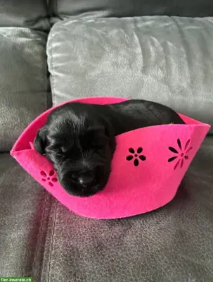 Riesenschnauzer Welpen, schwarz