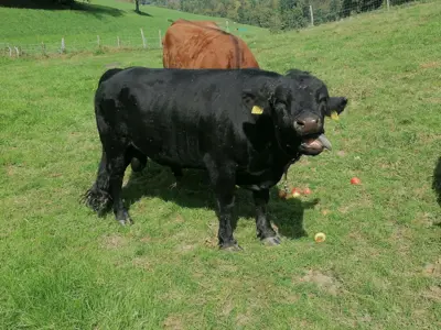Dexterstier