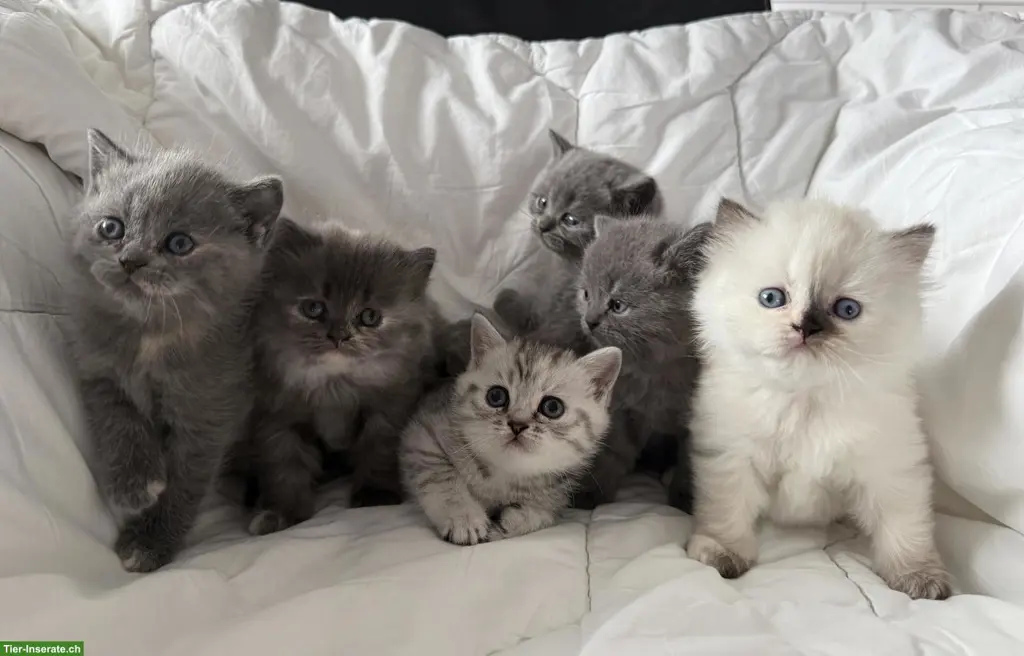 Reinrassige BKH-Kitten zu verkaufen
