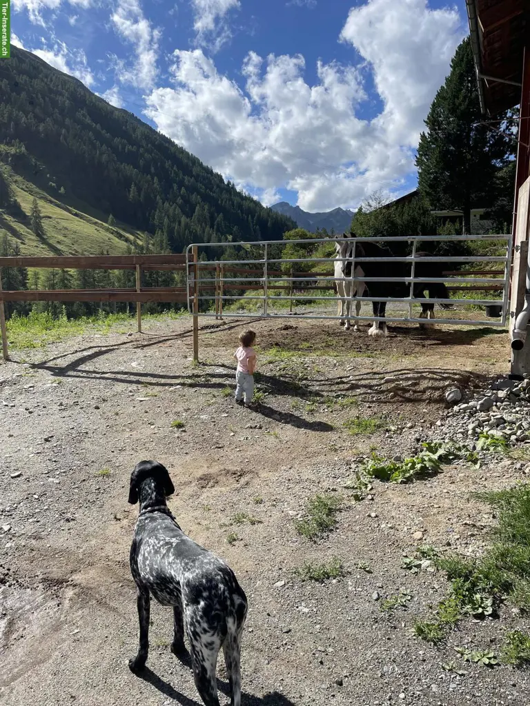 Suche Privat ein Pony zum Mieten/Ausleihen | Dischmatal Davos