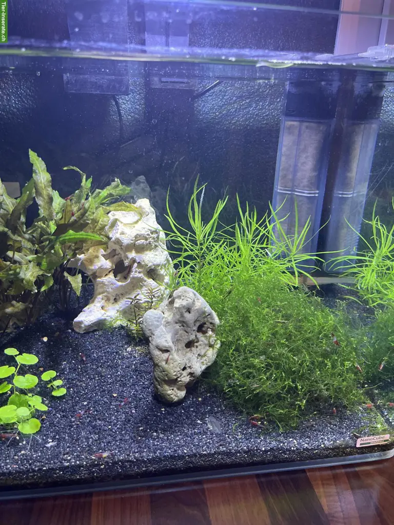 Suche Endler Guppy Basel-Landschaft