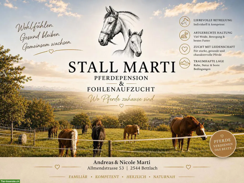 Bieten Fohlenaufzucht in Bettlach SO