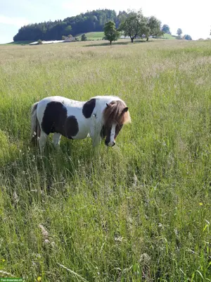 Liebes Shetlandpony für Spaziergänge mit Kindern