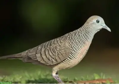 Diverse exotische Kleintauben zu verkaufen