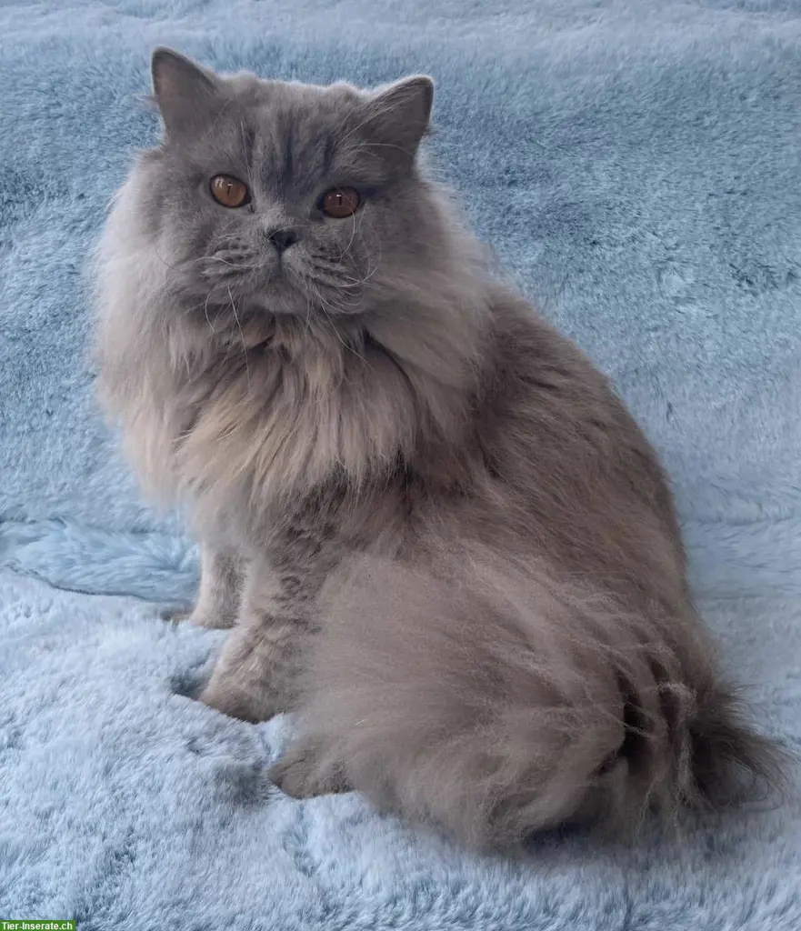 BLH Deckkater mit Stammbaum