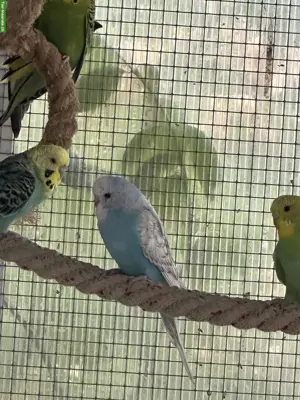 Schöne Wellensittiche und Babys
