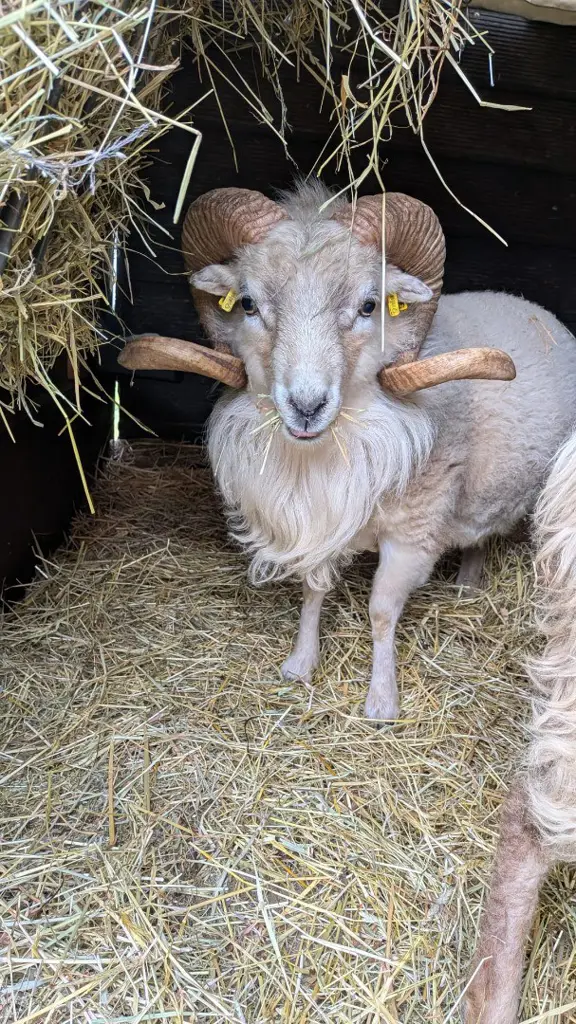 Ouessant Zuchtbock zu verkaufen (Tausch möglich)