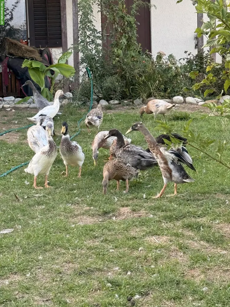 Bunte schöne Laufenten, Enten und Erpel