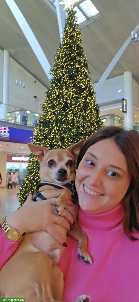 Hundebetreuung UND Ferienbetreuung in Mägenwil im Aargau