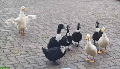 3 junge Pommernenten Erpel zu verkaufen