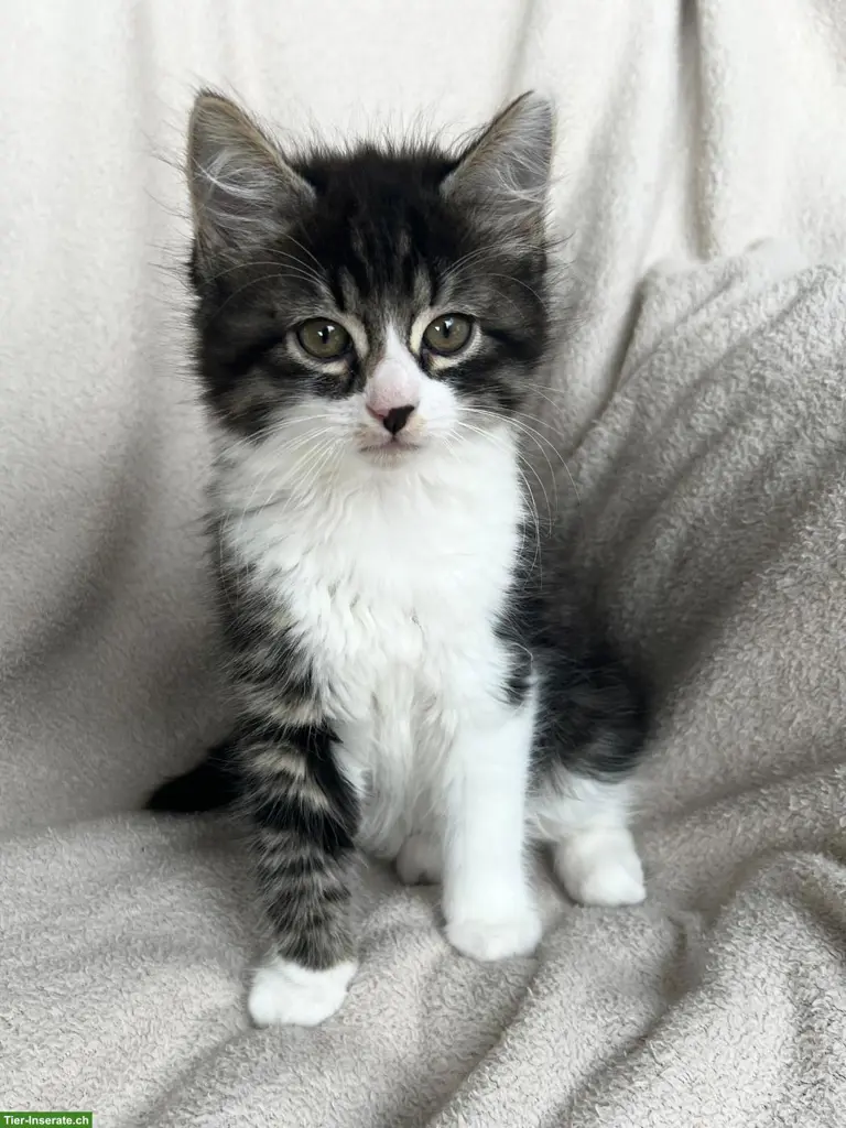 Norwegischer Waldkatzen-Mix Kater