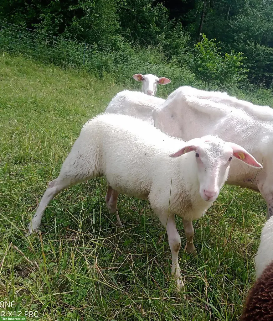 Ostfriesisches Milchschaf Bocklamm